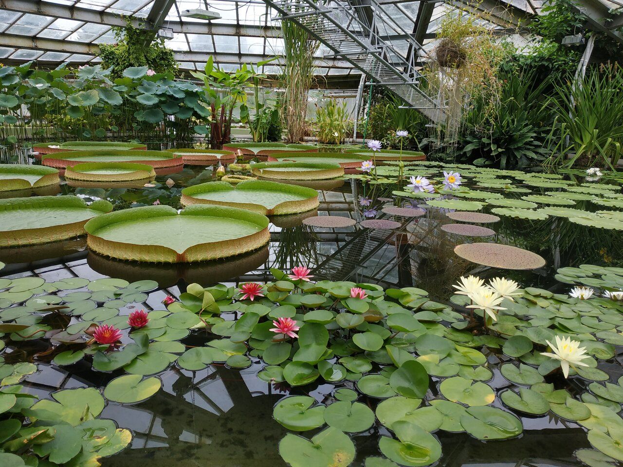 Ботанический сад Петра Великого