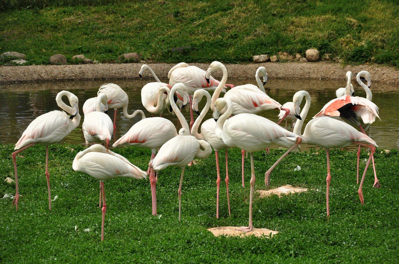Парк птиц «Воробьи»