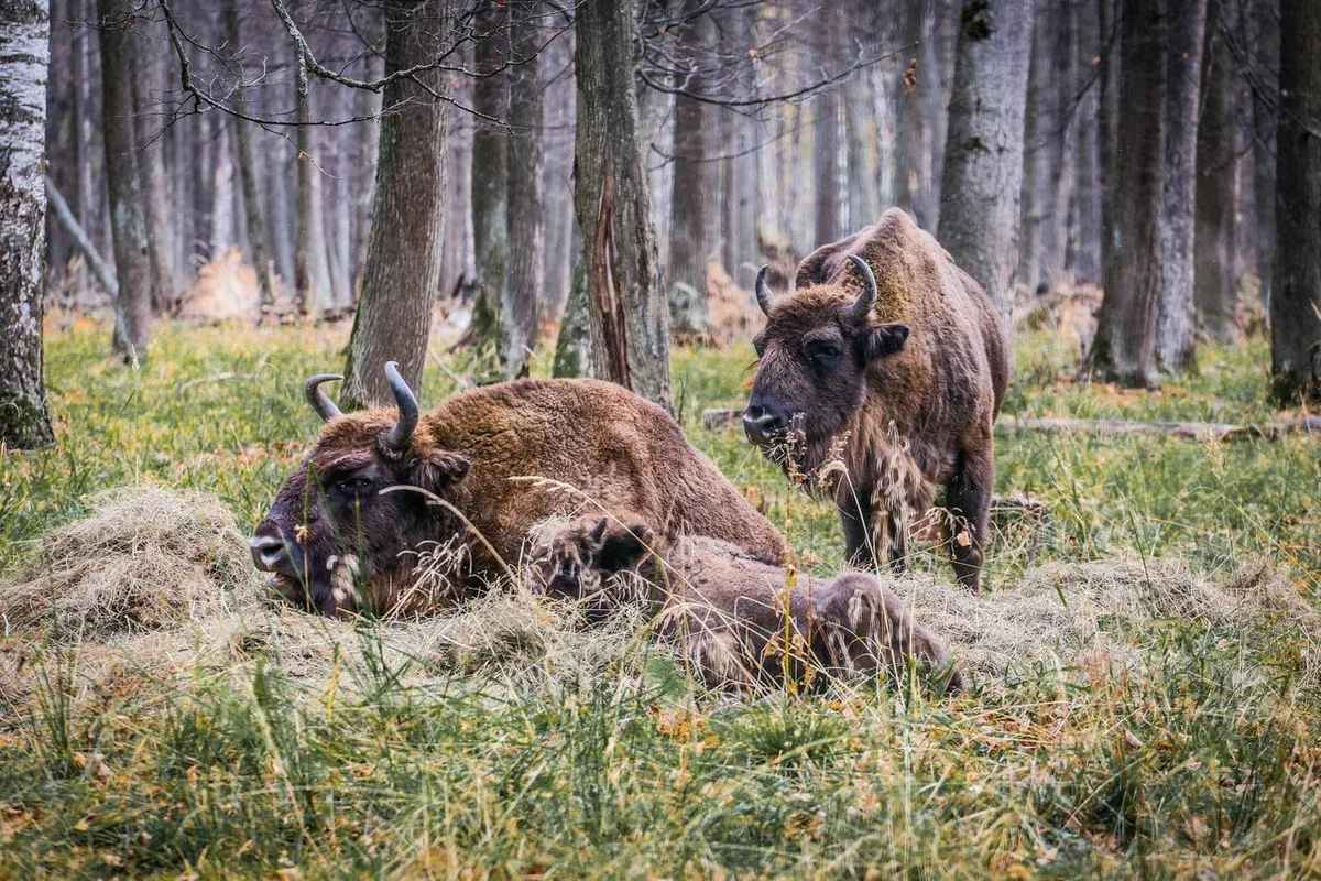 Приокско-Террасный заповедник
